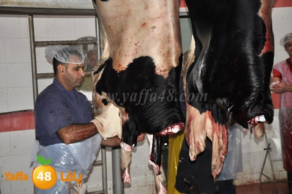 Jam3iya la7m3n (26).JPG